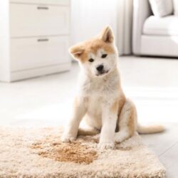 Dog Urine Smell Removal From Carpet