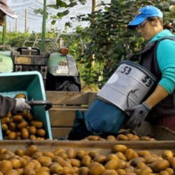 Kiwifruit-Orchard-Management