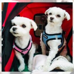 Top Pet Dental Care Services in New York City You Can Trust (1)
