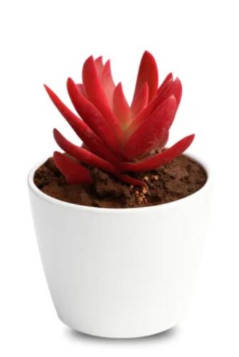 Buy Succulent Buy Succulent