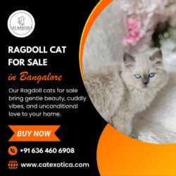 Ragdoll Cat for Sale in Bangalor
