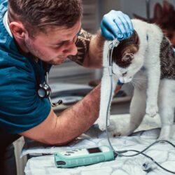 cute-cat-medical-examination-veterinary-clinic-measuring-blood-pressure (1)