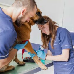 high-angle-careful-doctors-helping-sick-dog (1)