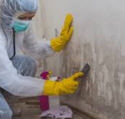 Mould Cleaners