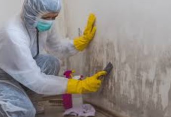 Mould Cleaners Mould Cleaners