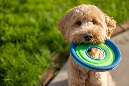 allergy friendly dog allergy friendly dog