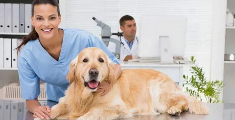 Skilled Veterinary Technicians in New York City Skilled Veterinary Technicians in New York City