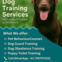 Dog Training Service in Pune