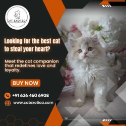 Best Cat in Bangalore