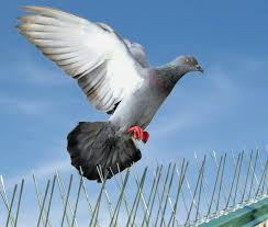 bird control services near me