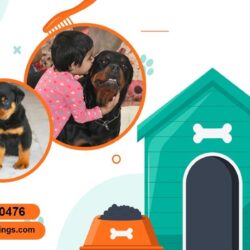 Home Based Pet Boarding Noida (1)