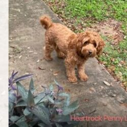 Authentic Australian Labradoodles, Raised with HeartT