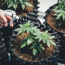 Marijuana Clones for Sale near me