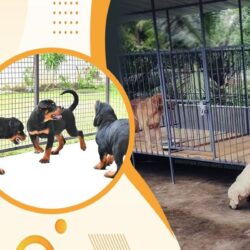 HappyPettings Homestyle Dog Boarding in Noida