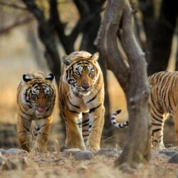 Ranthambore_Tiger_Safari