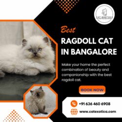 Best Ragdoll Cat in Bangalore (1)