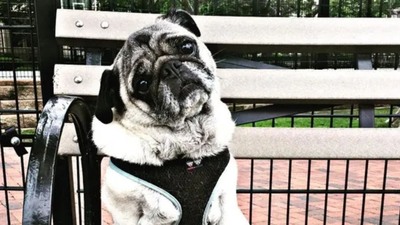 In-Home Dog Sitting Services in Hoboken, NJ In-Home Dog Sitting Services in Hoboken, NJ