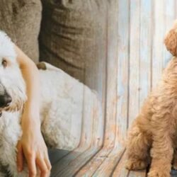 Premier Labradoodle Breeders in Texas