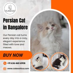 Persian Cat in Bangalore