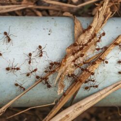 Ant pest Control