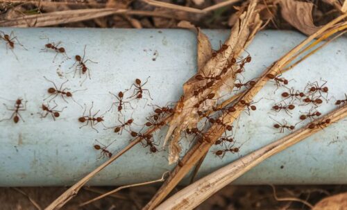 Ant pest Control Ant pest Control
