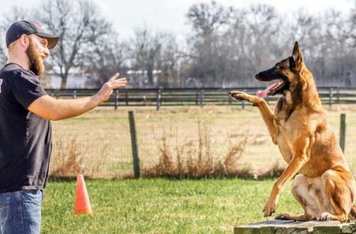 Training Your Dog Right Where You Live Training Your Dog Right Where You Live