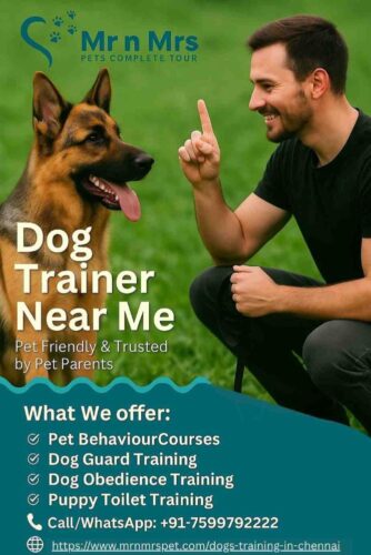 DogTrainerNearMeChennai DogTrainerNearMeChennai