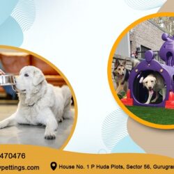 NCR Best Dog Boarding Service Noida