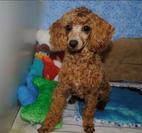 Tiny and Adorable Teacup Poodles Puppies Tiny and Adorable Teacup Poodles Puppies