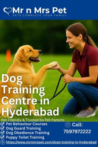 Dog Training Centre in Hyderabad Dog Training Centre in Hyderabad