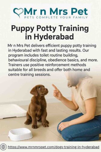 Puppy Potty Training in Hyderabad Puppy Potty Training in Hyderabad