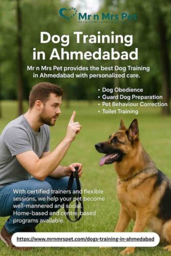 Dog Training in Ahmedabad Dog Training in Ahmedabad
