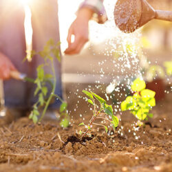Gardening_blog_lg