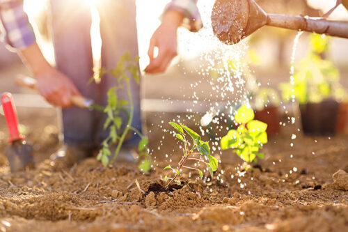 Gardening_blog_lg Gardening_blog_lg