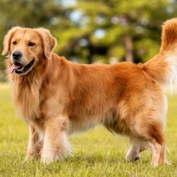 _Golden Retriever