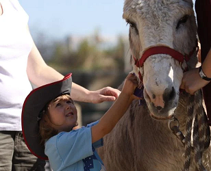 donkey11 donkey11