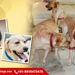 Home based dog Boarding service