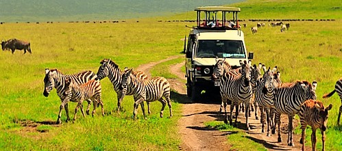6-nights-7days-tanzania-wildlife-safari 6-nights-7days-tanzania-wildlife-safari