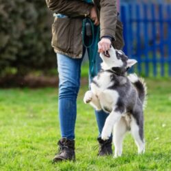 Dog Training for Anxiety in Alberta