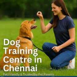 Dog Training Centre in Chennai