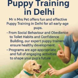 Puppy Training in Delhi
