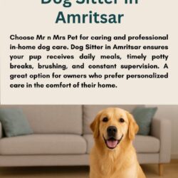 Dog Sitter in Amritsar