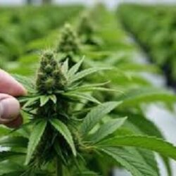 Clone Farms