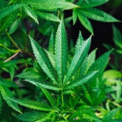 Indica-Weed
