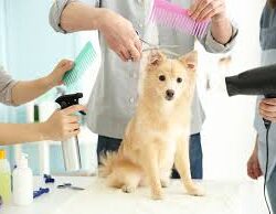 Pets Grooming Salon & Spa in Mirdif, Dubai
