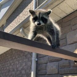 Animal Control Markham