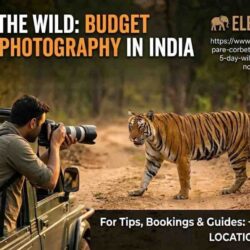 wildlife-photography-budget-India (1)