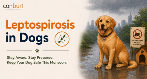 Leptospirosis in Dogs Symptoms, Monsoon Risks, and Prevention Tips for Indian Pet Owners Leptospirosis in Dogs Symptoms, Monsoon Risks, and Prevention Tips for Indian Pet Owners