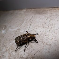 closeup-beetle-floor_181624-41218 (1)
