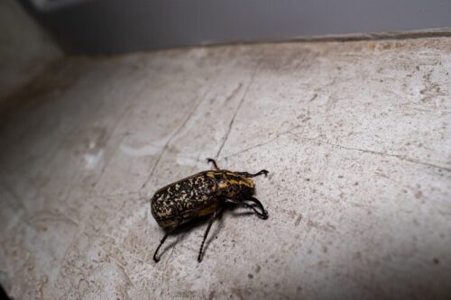 closeup-beetle-floor_181624-41218 (1) closeup-beetle-floor_181624-41218 (1)